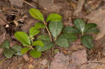 Eastern teaberry <BR>Wintergreen